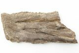 Fossil Fish (Gillicus) Jaw Section - Kansas #197688-1